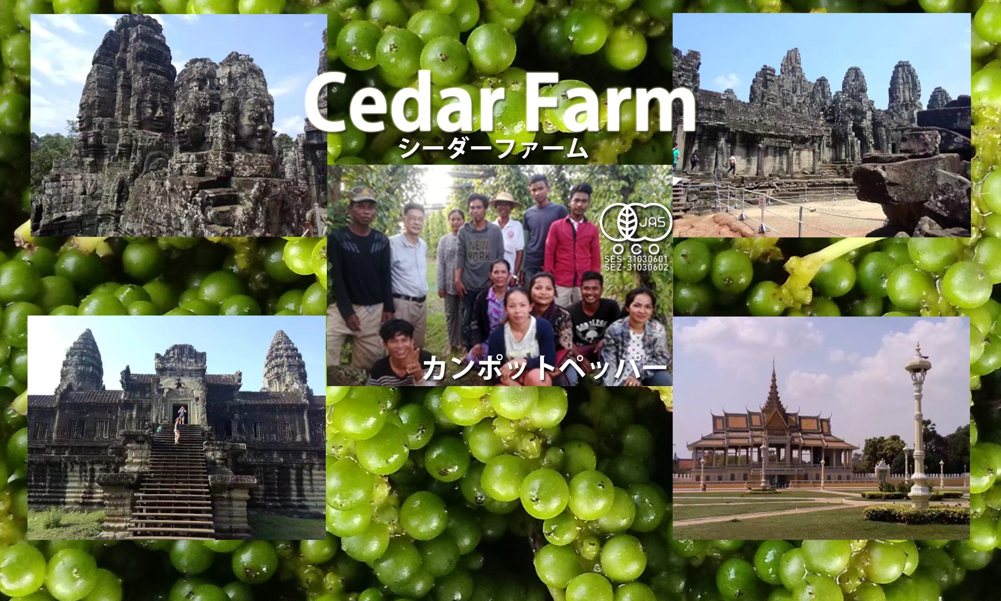 オーガニック胡椒のお求めは「Cedar Farm」